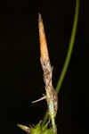 Sulphur sedge